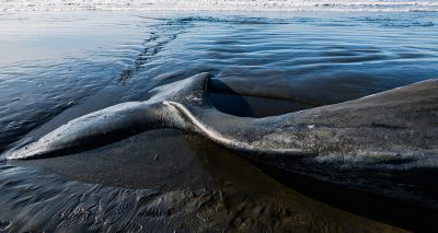 Stark rise in marine mammal strandings in Scotland