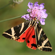 Jersey tiger moths on the rise
