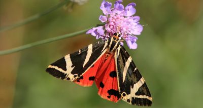 Jersey tiger moths on the rise