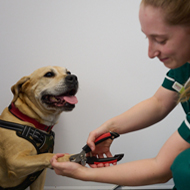 More training needed on dog nail clipping, RVC says
