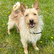 Dogs Trust warns of rise in stray dog numbers