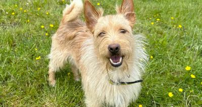 Dogs Trust warns of rise in stray dog numbers