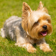 RVC study assesses Yorkie health amid breed decline