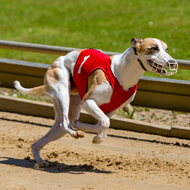 Greyhound racing in Wales could end in 2027
