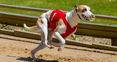 Greyhound racing in Wales could end in 2027