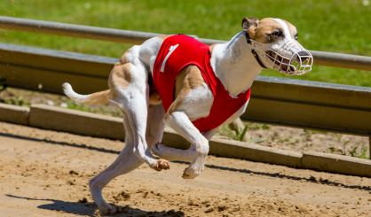 Greyhound racing in Wales could end in 2027