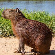 RSPCA criticises new 'capybara cafes'
