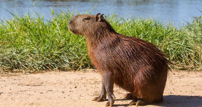 RSPCA criticises new 'capybara cafes'