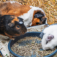 Guinea Pig Awareness Week to return in October