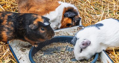 Guinea Pig Awareness Week to return in October