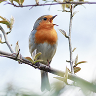 Birds 'abbreviate' language in bird song