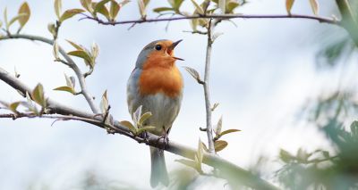 Birds 'abbreviate' language in bird song