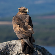 Golden eagle fledgling is conservation first