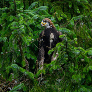Golden eagle fledgling is conservation first