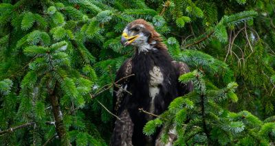 Golden eagle fledgling is conservation first