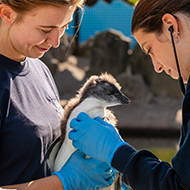 Penguin chick recovers from life-saving eye surgery