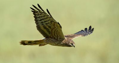 Rarest breeding birds raise four healthy chicks