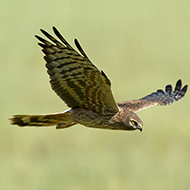 Rarest breeding birds raise four healthy chicks
