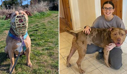 XL bully ban is 'failing', says RSPCA