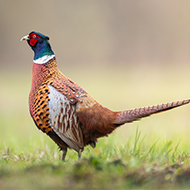 Defra warns of increased avian influenza risk