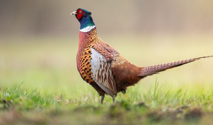 Defra warns of increased avian influenza risk