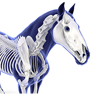 RVC to offer minimally-invasive equine spine surgery