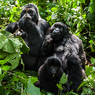 Female gorilla study challenges male power narrative