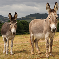 Donkey recovers after dental surgery complication