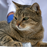 Novel cancer treatment shows promise for cats and humans