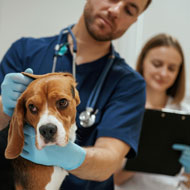 AI model could support vets in diagnosis