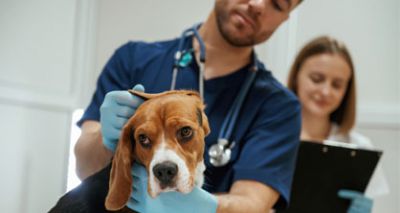 AI model could support vets in diagnosis