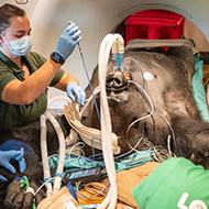 Silverback gorilla receives health check at London Zoo