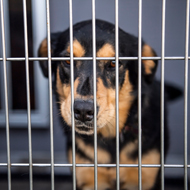 Dogs Trust shares Annual Report for 2024