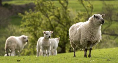New BVA manifesto highlights sustainable farming