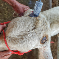 Disbudding under sedation stunts calf growth, study finds