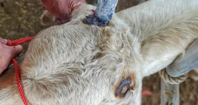 Disbudding under sedation stunts calf growth, study finds