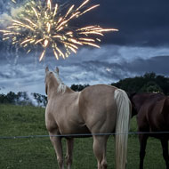 Petition launched to reduce fireworks noise