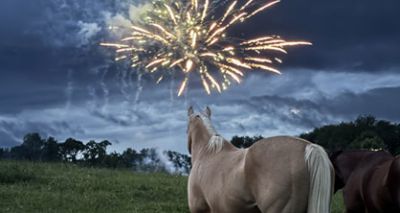 Petition launched to reduce fireworks noise