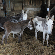 Over 450 animals rescued in major operation