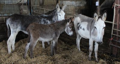 Over 450 animals rescued in major operation