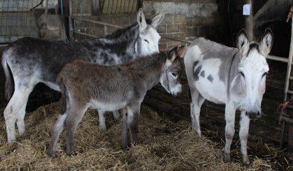 Over 450 animals rescued in major operation