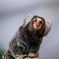 Brain growth links human and marmoset speech learning