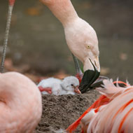 Edinburgh Zoo celebrates flamingo chick hatching