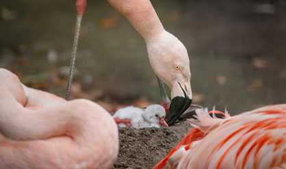 Edinburgh Zoo celebrates flamingo chick hatching