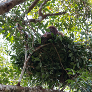 Orangutans learn bed-making from watching their mothers