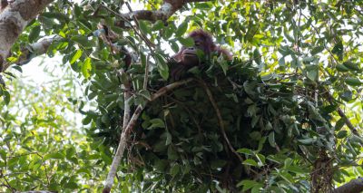 Orangutans learn bed-making from watching their mothers