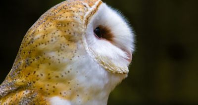 Wildlife crime 'must be taken seriously'