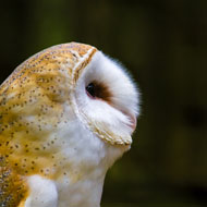 Wildlife crime 'must be taken seriously'