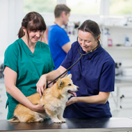 BVNA sessions to explore Veterinary Surgeons Act reform