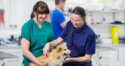 BVNA sessions to explore Veterinary Surgeons Act reform